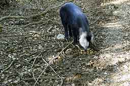 Image description